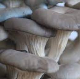 Grey Oyster Mushroom