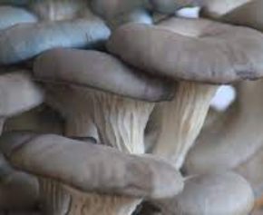 Grey Oyster Mushroom