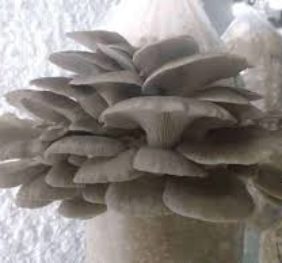 Phoenix Oyster Mushroom