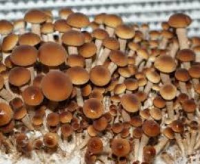 Swordbelt Mushroom